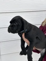 Blue Collar Black Male, a male Cane Corso for sale in Bladenboro, NC – 4 of 6