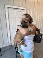 AKC Fawn Female, a female Cane Corso for sale in Bladenboro, NC – 2 of 6