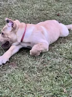 AKC Pink collar straw female, a female Cane Corso for sale in Bladenboro, NC – 4 of 4