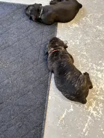 AKC/ICCF Brindle Female, a female Cane Corso for sale in Bladenboro, NC – 3 of 3