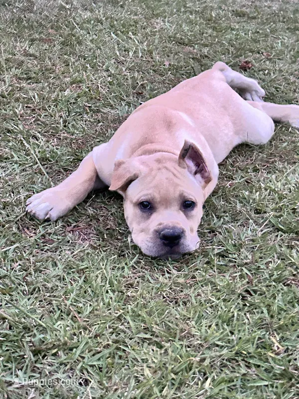 AKC Pink collar straw female – Cane Corso puppy for sale in Bladenboro, NC