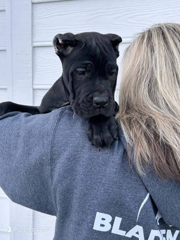 Purple collar : Female – Cane Corso puppy for sale in Bladenboro, NC