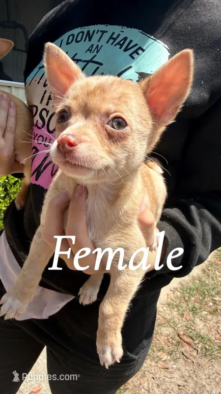 Latte – Chihuahua puppy for sale in Hilliard, FL