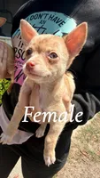 Latte, a female Chihuahua for sale in Hilliard, FL – Photo 1 of 2