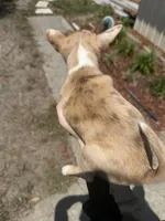 Latte, a female Chihuahua for sale in Hilliard, FL – Photo 2 of 2