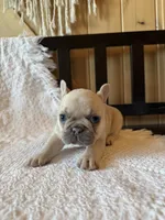 Lilac fawn girl, a female French Bulldog for sale in Edgar Springs, MO – 10 of 10