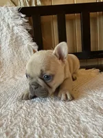 Lilac fawn girl, a female French Bulldog for sale in Edgar Springs, MO – 2 of 10