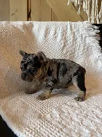 Merle girl, a female French Bulldog for sale in Edgar Springs, MO – 5 of 8