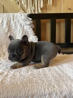 Blue boy , a male French Bulldog for sale in Edgar Springs, MO – 6 of 6