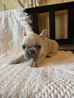 Lilac fawn girl, a female French Bulldog for sale in Edgar Springs, MO – 4 of 10