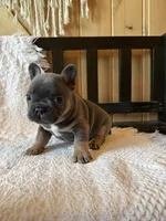 Blue boy , a male French Bulldog for sale in Edgar Springs, MO – 5 of 6