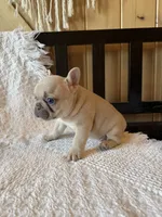 Lilac fawn girl, a female French Bulldog for sale in Edgar Springs, MO – 6 of 10