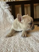 Lilac fawn girl, a female French Bulldog for sale in Edgar Springs, MO – 3 of 10
