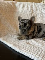 Merle girl, a female French Bulldog for sale in Edgar Springs, MO – 8 of 8