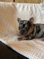 Merle girl, a female French Bulldog for sale in Edgar Springs, MO – 4 of 8
