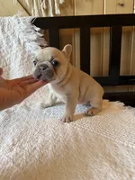 Lilac fawn girl, a female French Bulldog for sale in Edgar Springs, MO – 5 of 10