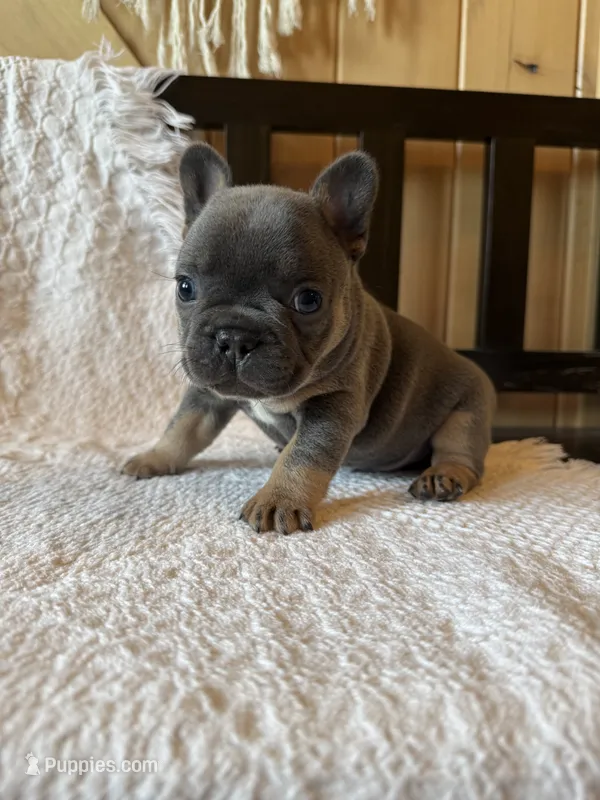 Blue boy  – French Bulldog puppy for sale in Edgar Springs, MO