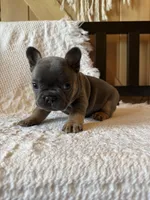Blue boy , a male French Bulldog for sale in Edgar Springs, MO – 4 of 6