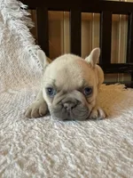 Lilac fawn girl, a female French Bulldog for sale in Edgar Springs, MO – 7 of 10