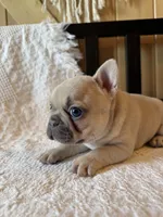 Lilac fawn girl, a female French Bulldog for sale in Edgar Springs, MO – 9 of 10