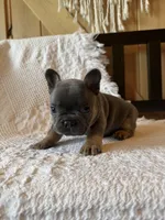 Blue boy , a male French Bulldog for sale in Edgar Springs, MO – 2 of 6
