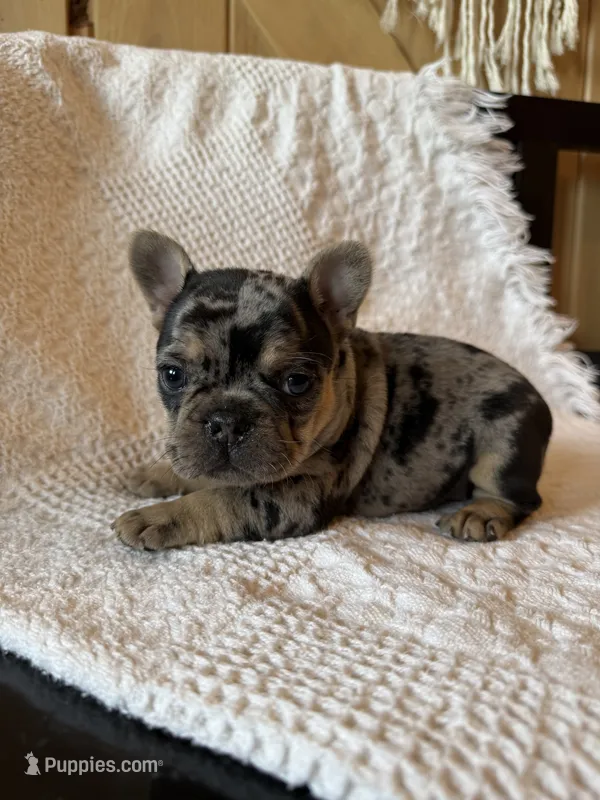 Merle girl – French Bulldog puppy for sale in Edgar Springs, MO