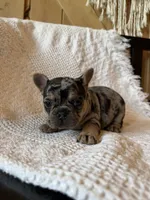 Merle girl, a female French Bulldog for sale in Edgar Springs, MO – 2 of 8
