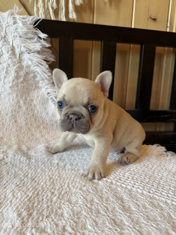 Lilac fawn girl – French Bulldog puppy for sale in Edgar Springs, MO
