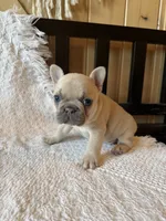 Lilac fawn girl, a female French Bulldog for sale in Edgar Springs, MO – 1 of 10