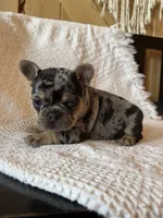 Merle girl, a female French Bulldog for sale in Edgar Springs, MO – 7 of 8