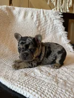 Merle girl, a female French Bulldog for sale in Edgar Springs, MO – 6 of 8