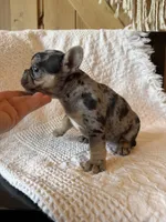 Merle girl, a female French Bulldog for sale in Edgar Springs, MO – 3 of 8