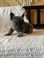 Blue boy , a male French Bulldog for sale in Edgar Springs, MO – 3 of 6