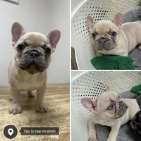 Lilac fawn girl, a female French Bulldog for sale in Edgar Springs, MO – 11 of 11