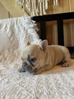 Lilac fawn girl, a female French Bulldog for sale in Edgar Springs, MO – 8 of 10