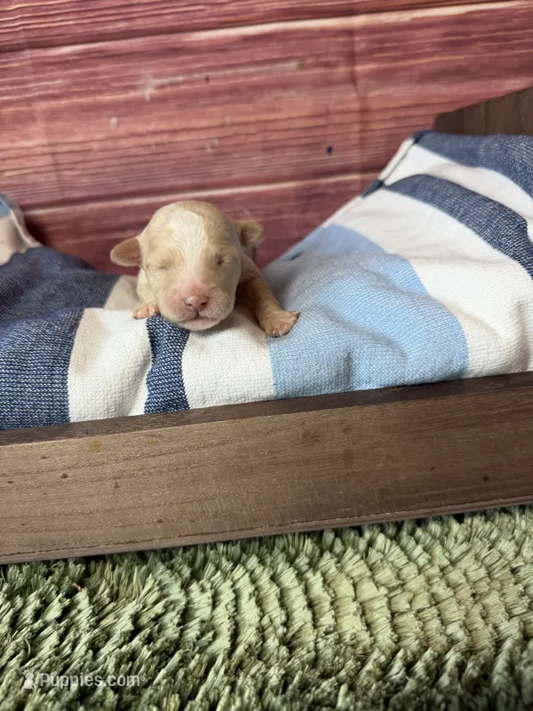 Jasper – Maltipoo puppy for sale in Shirley, NY