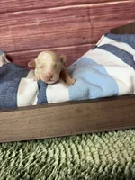 Jasper, a male Maltipoo for sale in Shirley, NY – 1 of 4