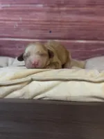 Nova, a female Cockapoo for sale in Shirley, NY – 3 of 4