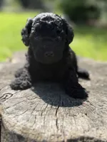 Nora , a female Cockapoo for sale in Shirley, NY – 5 of 8