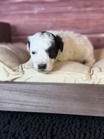 Boston, a male Poodle - Toy  for sale in Shirley, NY – 5 of 8