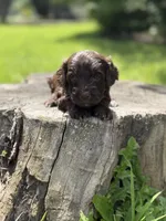 Nox, a male Cockapoo for sale in Shirley, NY – 8 of 9