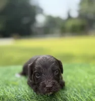 Nixon, a male Cockapoo for sale in Shirley, NY – 2 of 10