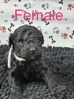 Lilo, a female Poodle - Miniature  for sale in Shirley, NY – Photo 3 of 4