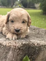 Nova, a female Cockapoo for sale in Shirley, NY – 3 of 9