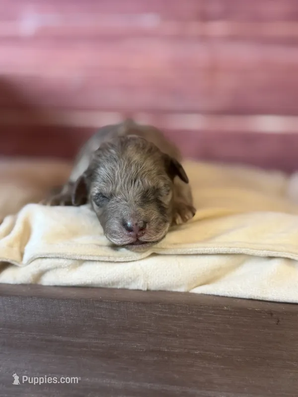 Blair – Poodle - Toy  puppy for sale in Shirley, NY
