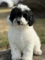 Mr mustache , a male Poodle - Miniature  for sale in Shirley, NY – Photo 2 of 4