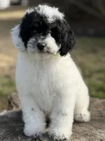 Mr mustache , a male Poodle - Miniature  for sale in Shirley, NY – Photo 4 of 4