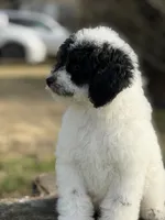 Mr mustache , a male Poodle - Miniature  for sale in Shirley, NY – Photo 3 of 4