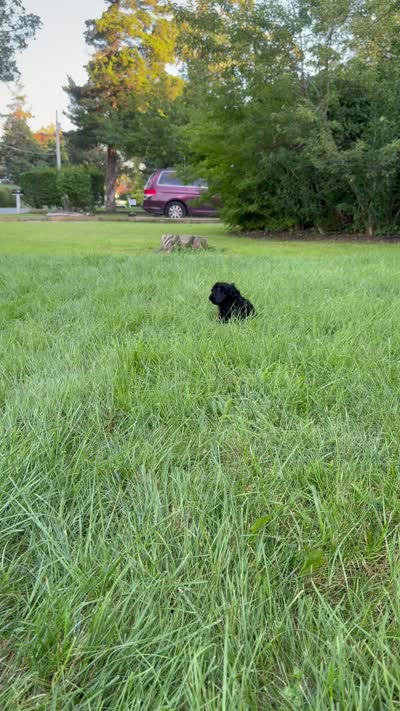 Nora , a female Cockapoo for sale in Shirley, NY – 8 of 8