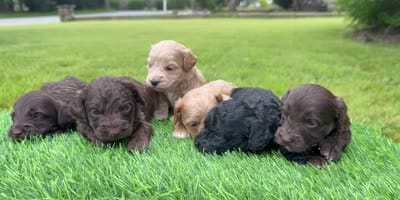 Nala, a female Cockapoo for sale in Shirley, NY – 10 of 10